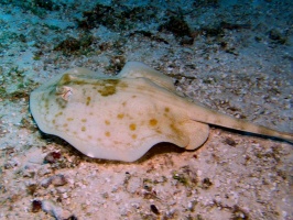 Yellow Stingray IMG 9095